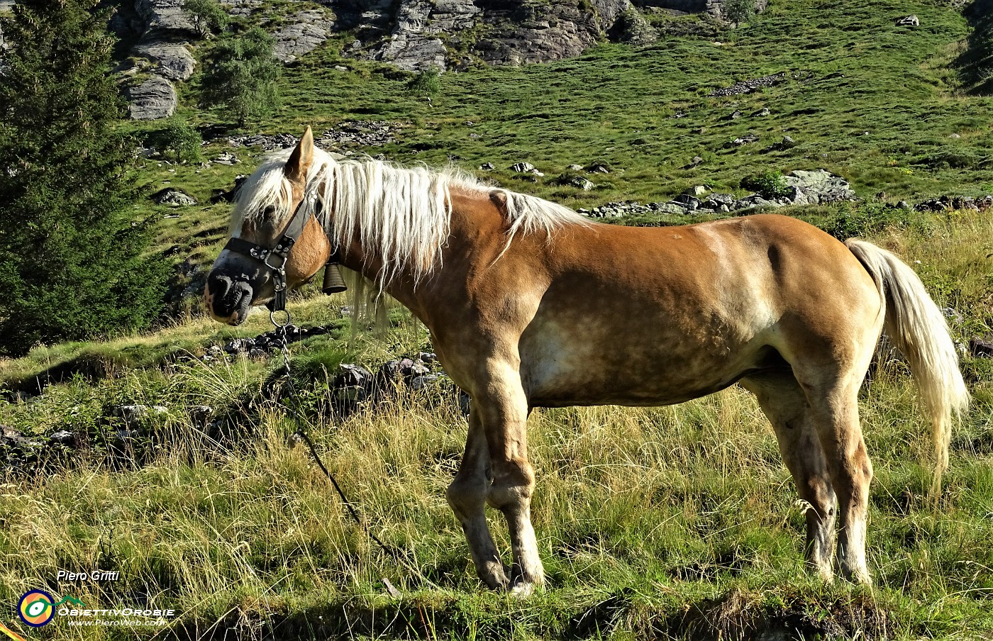 14 Il cavallo al di sopra della mandria.JPG